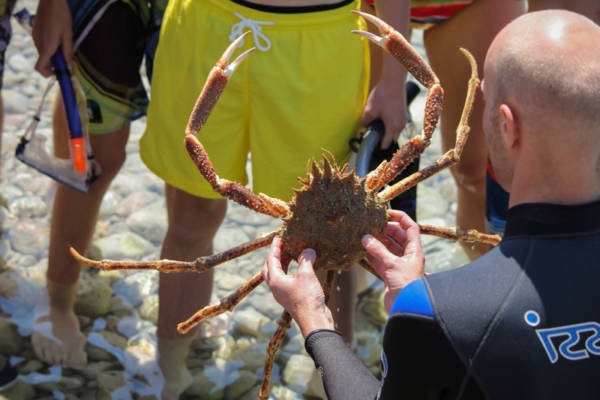 Was will man mehr? Seekajaken und Schnorcheln mit meeresbiologischer Begleitung auf Dugi Otok in Kroatien!