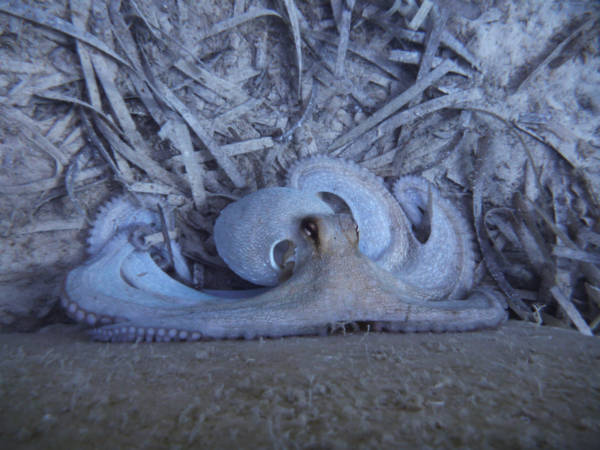 Was will man mehr? Seekajaken und Schnorcheln mit meeresbiologischer Begleitung auf Dugi Otok in Kroatien!