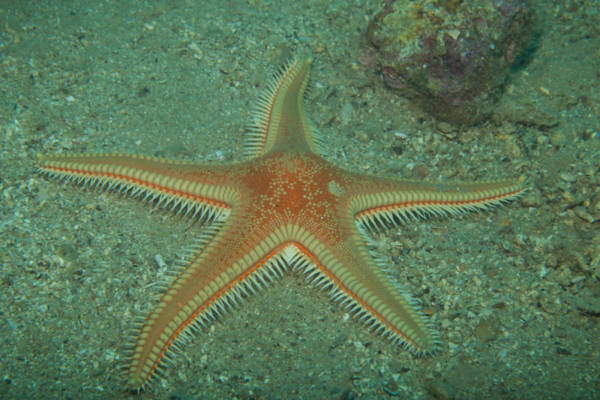 Was will man mehr? Seekajaken und Schnorcheln mit meeresbiologischer Begleitung auf Dugi Otok in Kroatien!